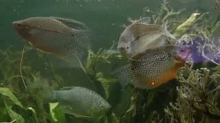 Gourami Perlé Trichopodus leerii [upl. by Elhsa]