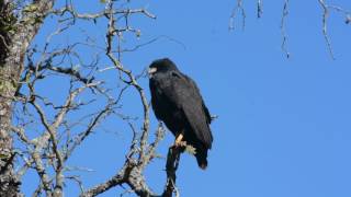 Aguila negra Buteogallus urubitinga [upl. by Hcirdla133]