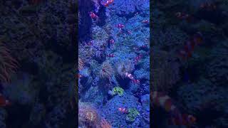 Finding NEMO  Clownfish clownfish [upl. by Hnid]