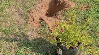 HOW TO TRANSPLANT A SPIREA SHRUB [upl. by Annawit]