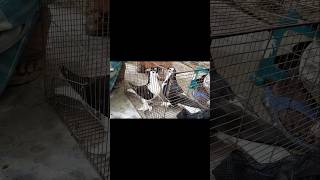 Pigeon mating video 2024  kabootar er mating birds pigeon fancypigeon [upl. by Elynad]