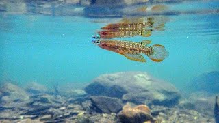 Breeding display of Striped Killifish Aplocheilus lineatus in the wild  HD [upl. by Jonna583]