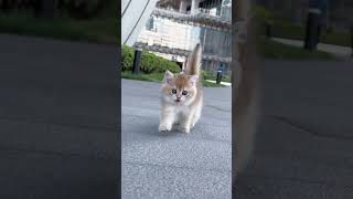 kittens meow meow meow 🥺cat meow meow songcute cats shorts ytshort viralvideo [upl. by Oak465]