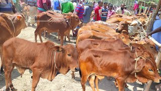 আজ শুক্রবার ২৬ মে ২৩  প্রচুর চাহিদা সম্পন্ন শাহিওয়াল ষাঁড় গরুর দাম জানুন  আমবাড়ী হাট [upl. by Gun]