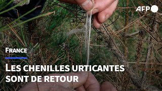 Quand la chenille processionnaire envahit lHexagone  AFP [upl. by Wardle]