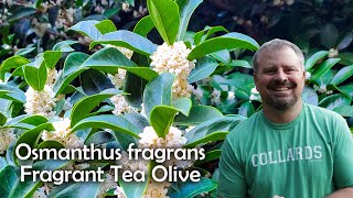 Osmanthus fragrans  Fragrant Tea Olive [upl. by Kantos]