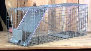 Large Galvanized Animal Cage Trap [upl. by Aiuqes]