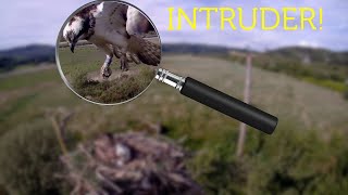 Blue 1B0  Fourstones – a visiting intruder from Northumberland no audio [upl. by Everrs]