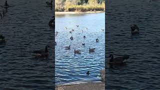 Amazing Almaden Lake with Goose bird enjoying swimming [upl. by Martinsen]