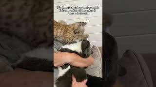 This man rescued a lost motherless baby bobcat and brought it home to raise animalshorts [upl. by Stacey]