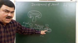 Development of Heart part 210 by Dr A K Singh [upl. by Seiter]