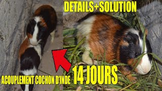 acouplement cochon dinde  SOLUTION AFRICAINNE [upl. by Oznarol414]