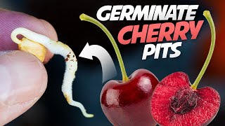 How To Germinate Cherry Seeds That Works every Time  Growing Cherry Trees From Seeds [upl. by Yseult]