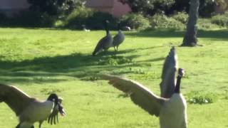 Canada Geese honking up a storm [upl. by Fara]