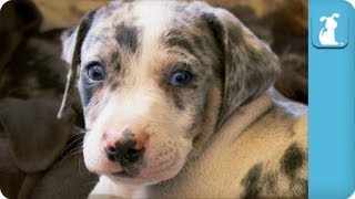 Louisiana Catahoula Leopard Puppies  Puppy Love [upl. by Eilyk65]