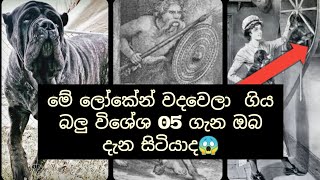 ලොකෙන් වද වෙල ගිය බල්ලන් ගැන ඔබ දැන සිටියාද මෙක බලන්නම ඕනෙ video එකක්😱 [upl. by Ian]