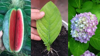 Try this new method of growing hydrangeas  I believe it will suit you [upl. by Enialedam]