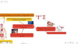 MÓDULO 16 SEMANA 3  ACTIVIDAD INTEGRADORA 5  SISTEMA NERVIOSO Y REPRODUCTIVO [upl. by Sileas]