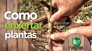 COMO ENXERTAR VIDEIRAS E DEMAIS PLANTAS [upl. by Randi]