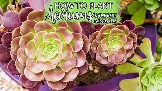 Planting Aeoniums How To Do It amp The Best Mix to Use  Joy Us Garden [upl. by Christi]