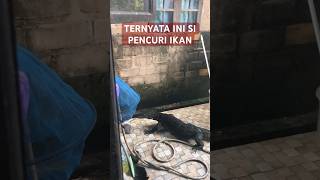 KETANGKAP BASAH PENCURI IKAN KOLAM [upl. by Carlton]