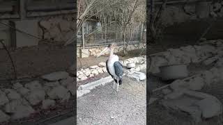 Marabou stork marabou bird storkbird largest scavenger shortvideo [upl. by Jackqueline]