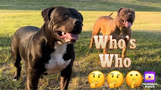 Outcross vs Linebred bullybreeder americanbully abkcworldwide reddog adba xlamericanbully [upl. by Elleinaj]