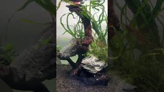 Tank Rescape aquarium aquascape guppy neontetra [upl. by Sirc]