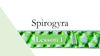 Biology  Spirogyra  SHS  Lesson 1 [upl. by Gazo116]