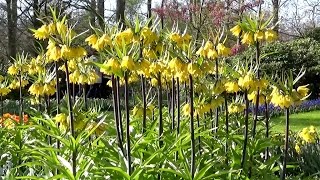 Fritillaria imperialis Lutea yellow quotcrown imperialquot  FarmerGracycouk [upl. by Eiramac664]