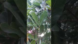 Sapindus mukorossisoapberryPoonthi KottaiSoap Nut Treeபூந்தி கொட்டை மரம் [upl. by Randene]