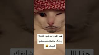 القط اذا مسك عليك شي😂 اكسبلورالعراقالسعوديهالاردنايرانالكويتطقلايكاتكومنتيلاا funny [upl. by Hanschen]