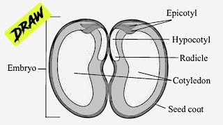 How to Draw Diagram for Seed and Fruit Development  Bean Seed Dicot labelled Diagram [upl. by Otreblanauj573]