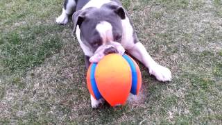 Max My Olde English Bulldogge [upl. by Grizelda339]