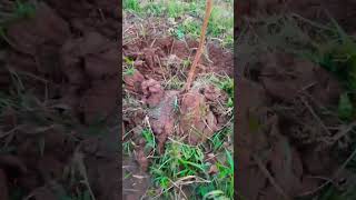 nirgali farming problem nilgiri eucalyptus shorts short [upl. by Lavinie]