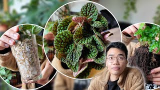 My first plant unboxinghaul of 2024 🪴  First plant purge ever 🗑️  Propagation updates 🌿 [upl. by Mildred]