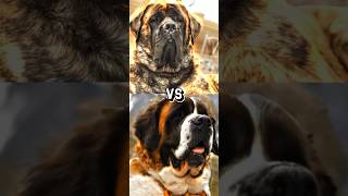 ENGLISH MASTIFF VS GREAT DANE SAINT BERNARDLEON BERGER TOP HEAVIEST DOG [upl. by Odnalo]