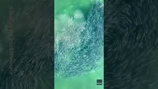 Drone captures large school of fish swimming in mesmerizing circle Shorts [upl. by Arocahs]