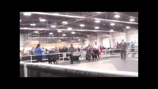 Flatcoated Retriever Judging Sunday November 16 2014 [upl. by Conrade508]