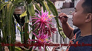 How to collect pollen and pollinate your Dragon Fruit Flower [upl. by Nered]