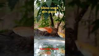 ALBINO SNACK SKIN GUPPY LBBETTAS FARM VIDEO [upl. by Sinnek]