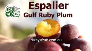 Espalier Gulf Ruby Plum [upl. by Dalohcin]