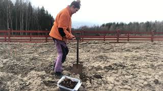 Odla jordärtskocka Jordärtskockor är en riktig Självhushållargröda [upl. by Ruffin]