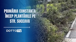 Primăria Constanța Încep plantările pe str Suceava [upl. by Lacie]