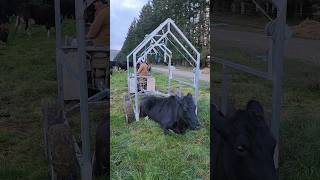 Hightech way of lifting Down Cow 🐄 farmlife shorts [upl. by Burgess598]