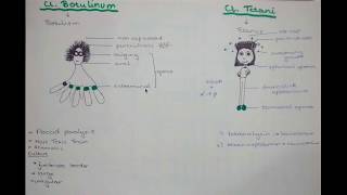 Clostridium tetani and botulinum as a slender guy and octopus [upl. by Allevon]