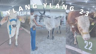 Vlog Expo Ganadera Ylang Ylang [upl. by Yren]