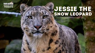 Meet Jessie the snow leopard [upl. by Aseneg954]