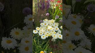 Garden design at Tatton Park Flower Show ✨🌼✨ flowers gardendesign nature garden [upl. by Clough]