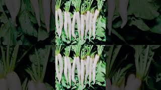 मुली की harvesting radish mohitfarming farming shorts ytshorts youtubeshorts [upl. by Nahtanaj554]